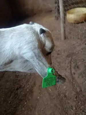 Customized Goat, Sheep Pig Ear Tags