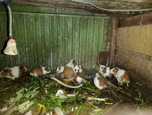 American Guinea Pigs Males Females