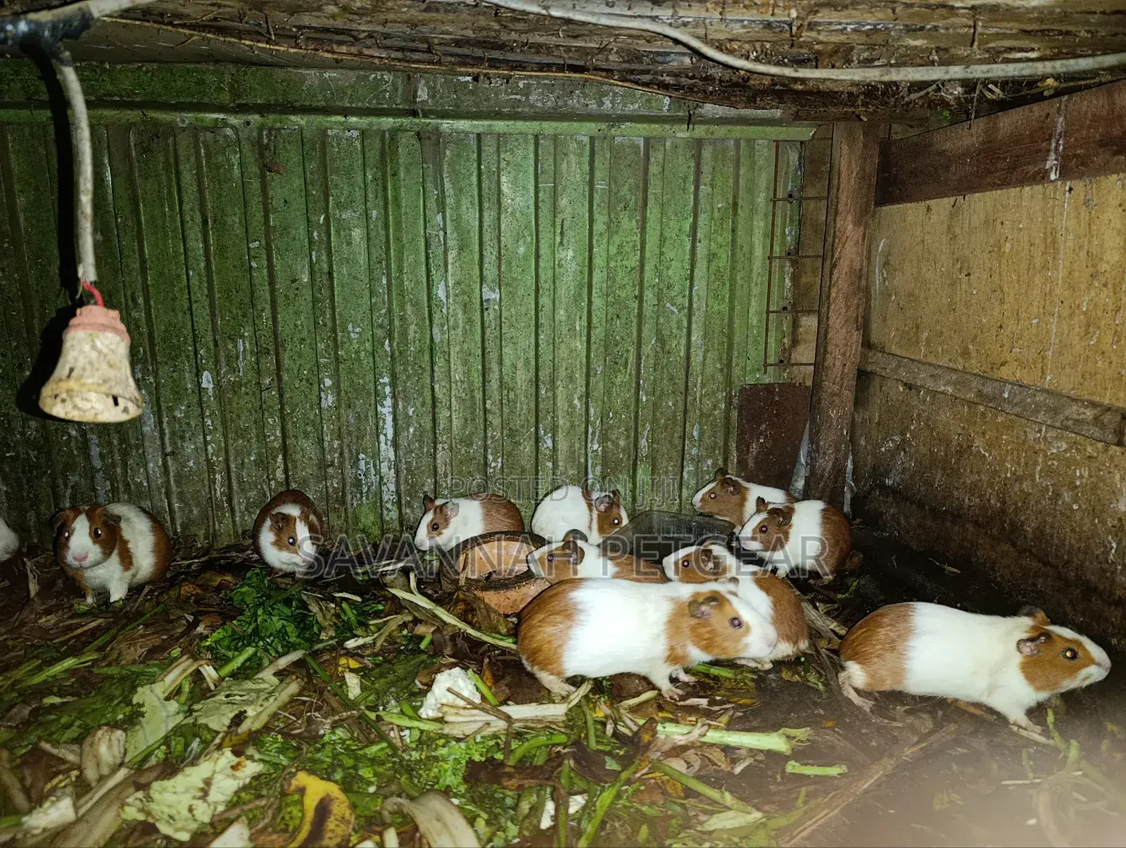 American Guinea Pigs Males Females