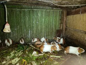 American Guinea Pigs Males Females