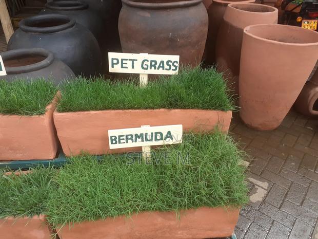 Pemba Green Grass