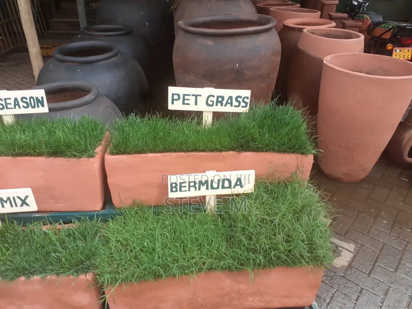 Pemba Green Grass