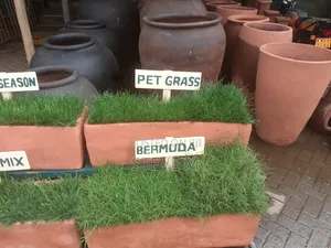 Pemba Green Grass