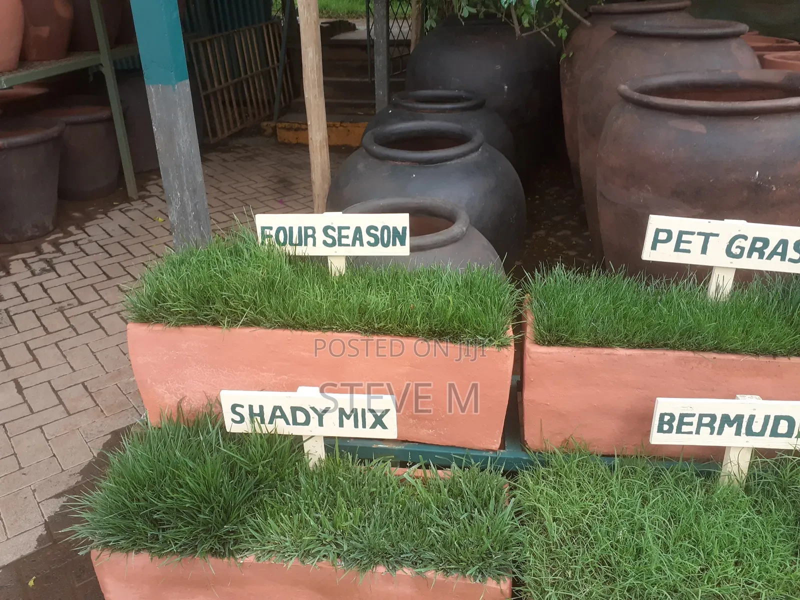 Pemba Green Grass