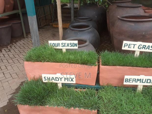 Pemba Green Grass - thumbnail 3