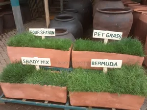 Pemba Green Grass