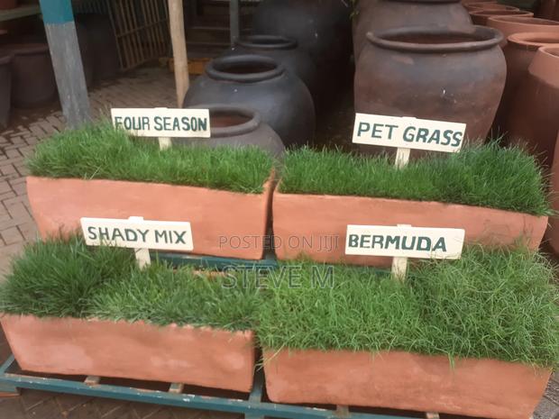 Pemba Green Grass - thumbnail 4
