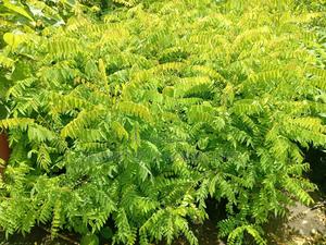 Star Fruit Seedlings - main view