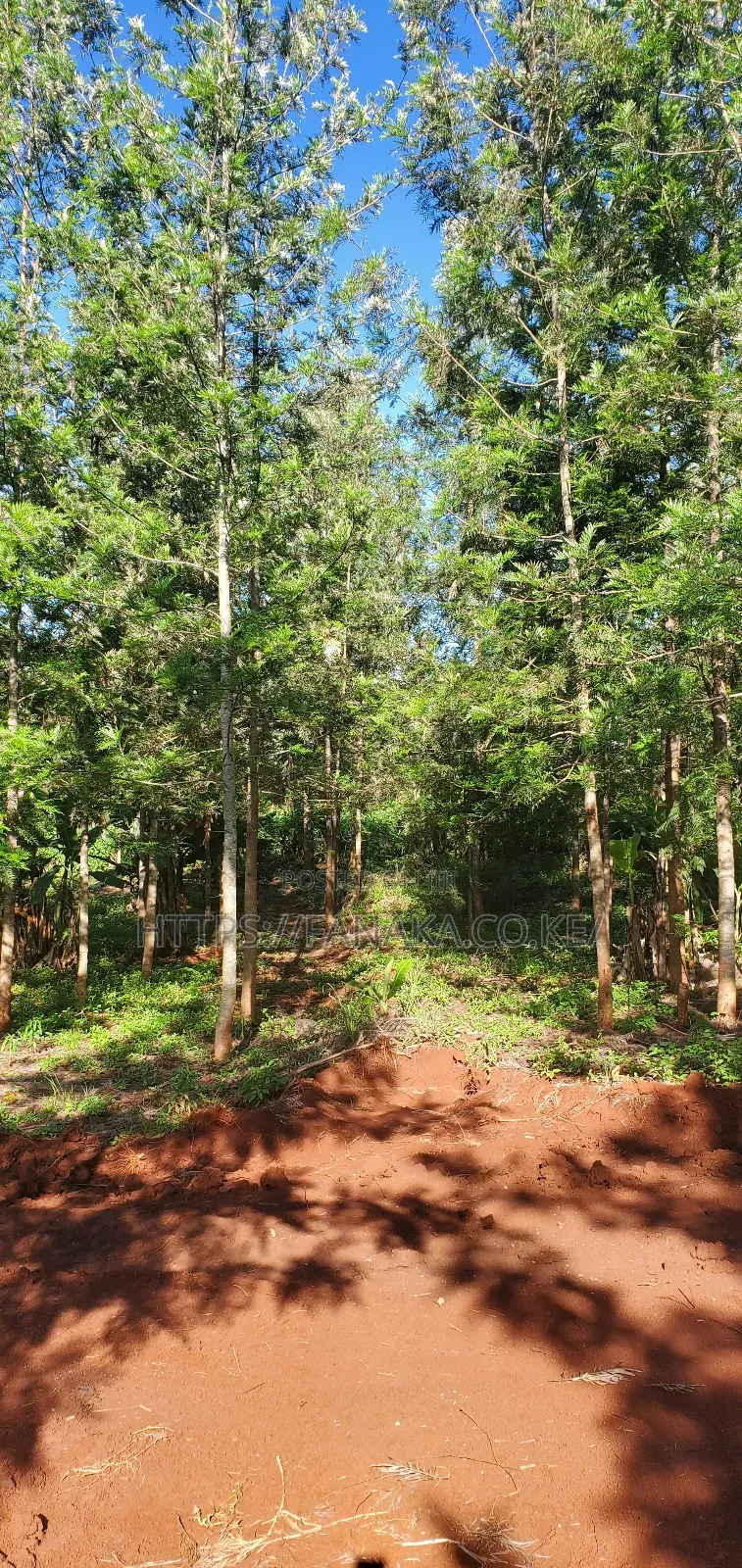 Residential Plots in Ruiru-Mugutha ^Pww
