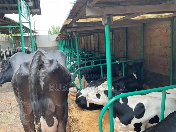 Pedigree Cows +35 Litres Dairy Giants - thumbnail 3