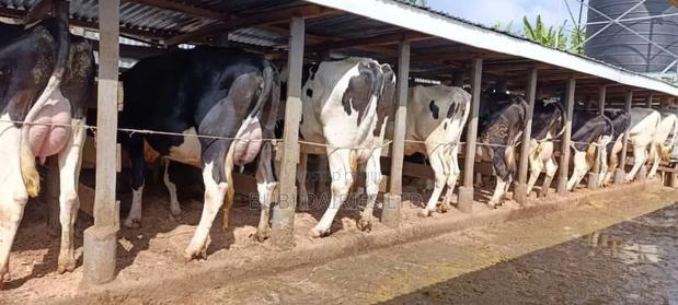 Pedigree Cows +35 Litres Dairy Giants - thumbnail 4