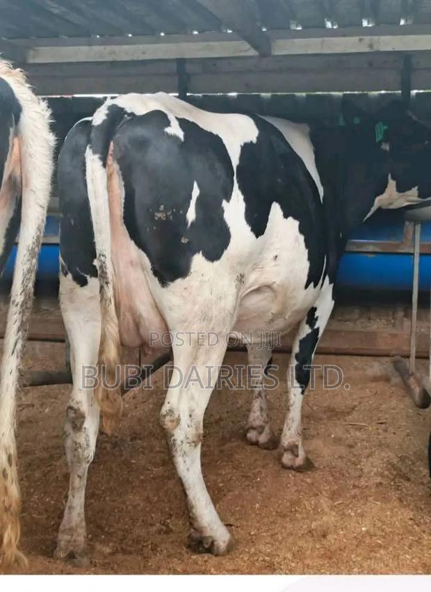Pedigree Cows +35 Litres Dairy Giants - thumbnail 5