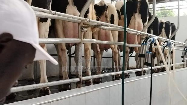 Pedigree Cows +35 Litres Dairy Giants - thumbnail 6