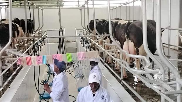 Pedigree Cows +35 Litres Dairy Giants - thumbnail 7