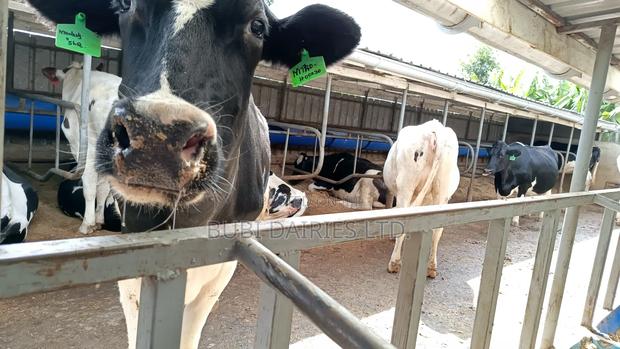 Pedigree Cows +35 Litres Dairy Giants - thumbnail 8