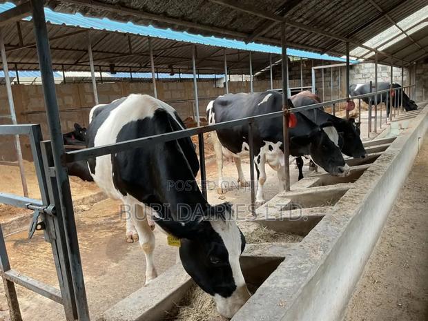 Pedigree Cows +35 Litres Dairy Giants - thumbnail 9