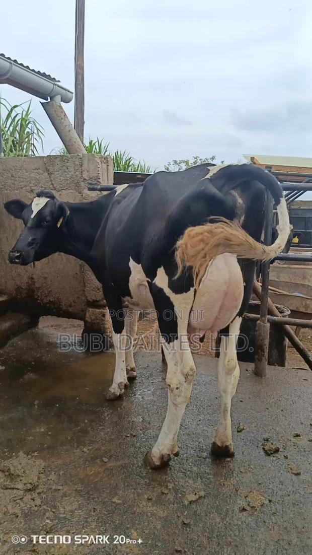 Pedigree Cows +35 Litres Dairy Giants - thumbnail 10