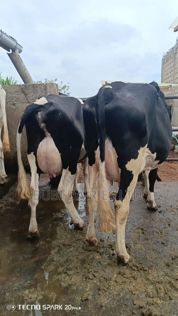 Pedigree Cows +35 Litres Dairy Giants - thumbnail 11
