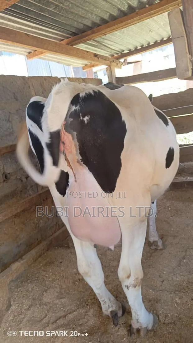 Pedigree Cows +35 Litres Dairy Giants - thumbnail 2