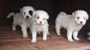 1-3 months Male Purebred Havanese