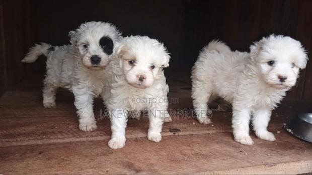 1-3 months Male Purebred Havanese