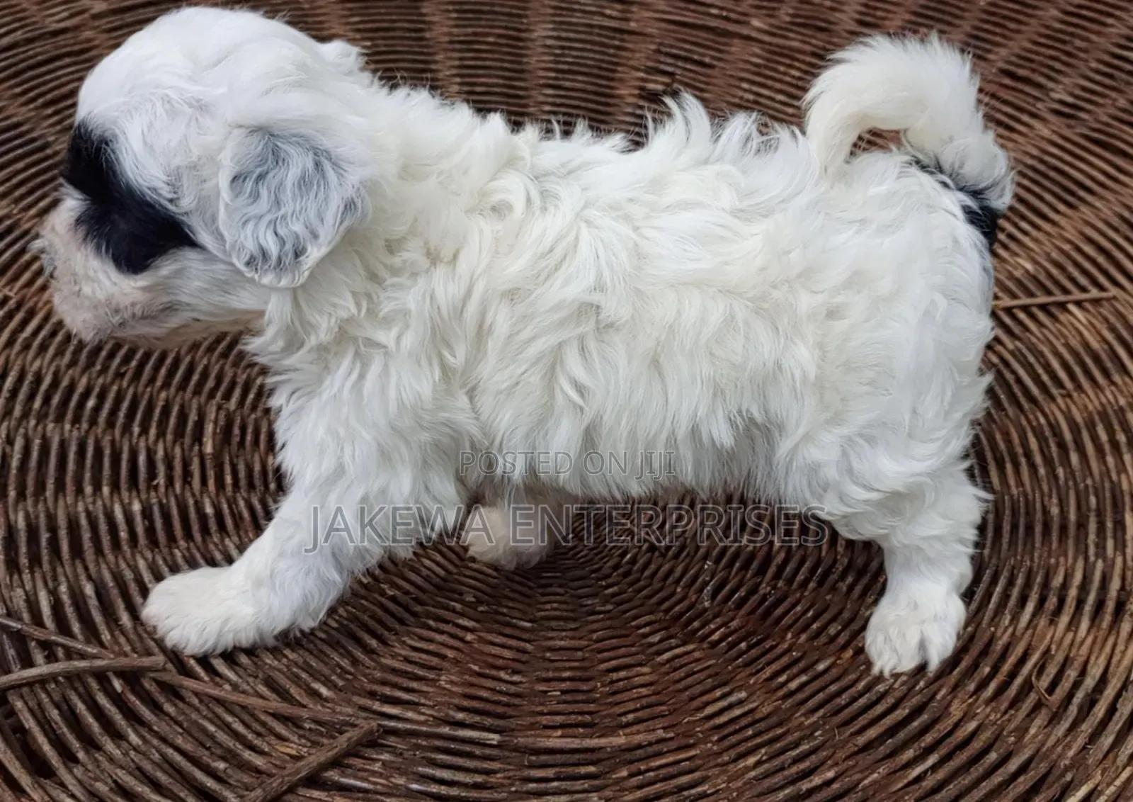 1-3 months Male Purebred Havanese