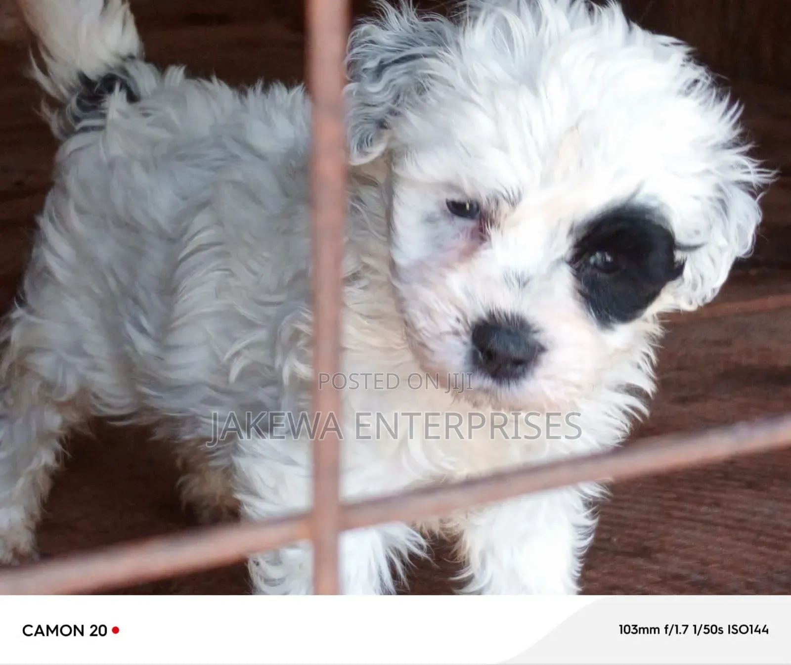 1-3 months Male Purebred Havanese