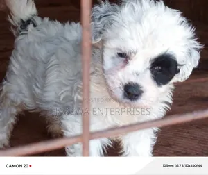 1-3 months Male Purebred Havanese