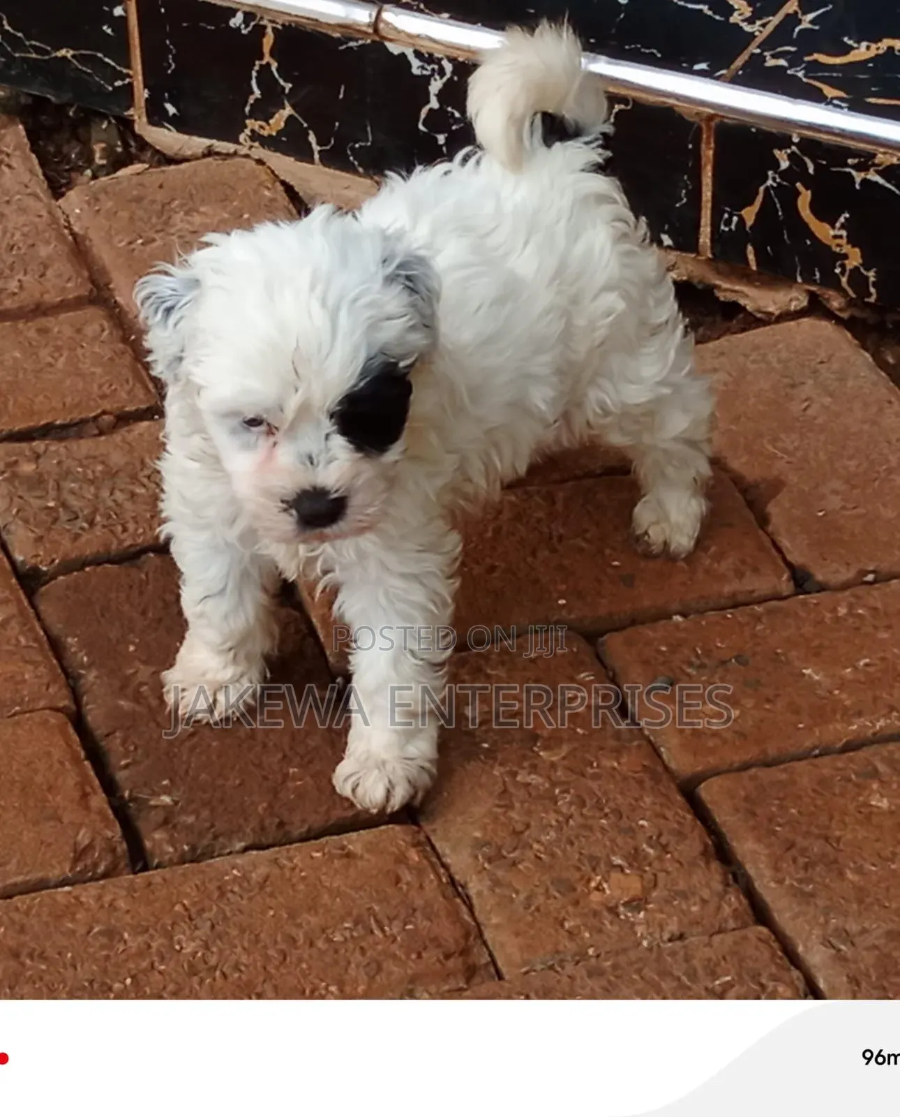 1-3 months Male Purebred Havanese