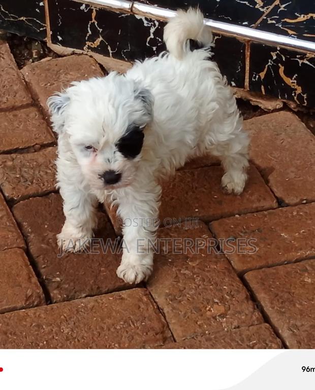 1-3 months Male Purebred Havanese