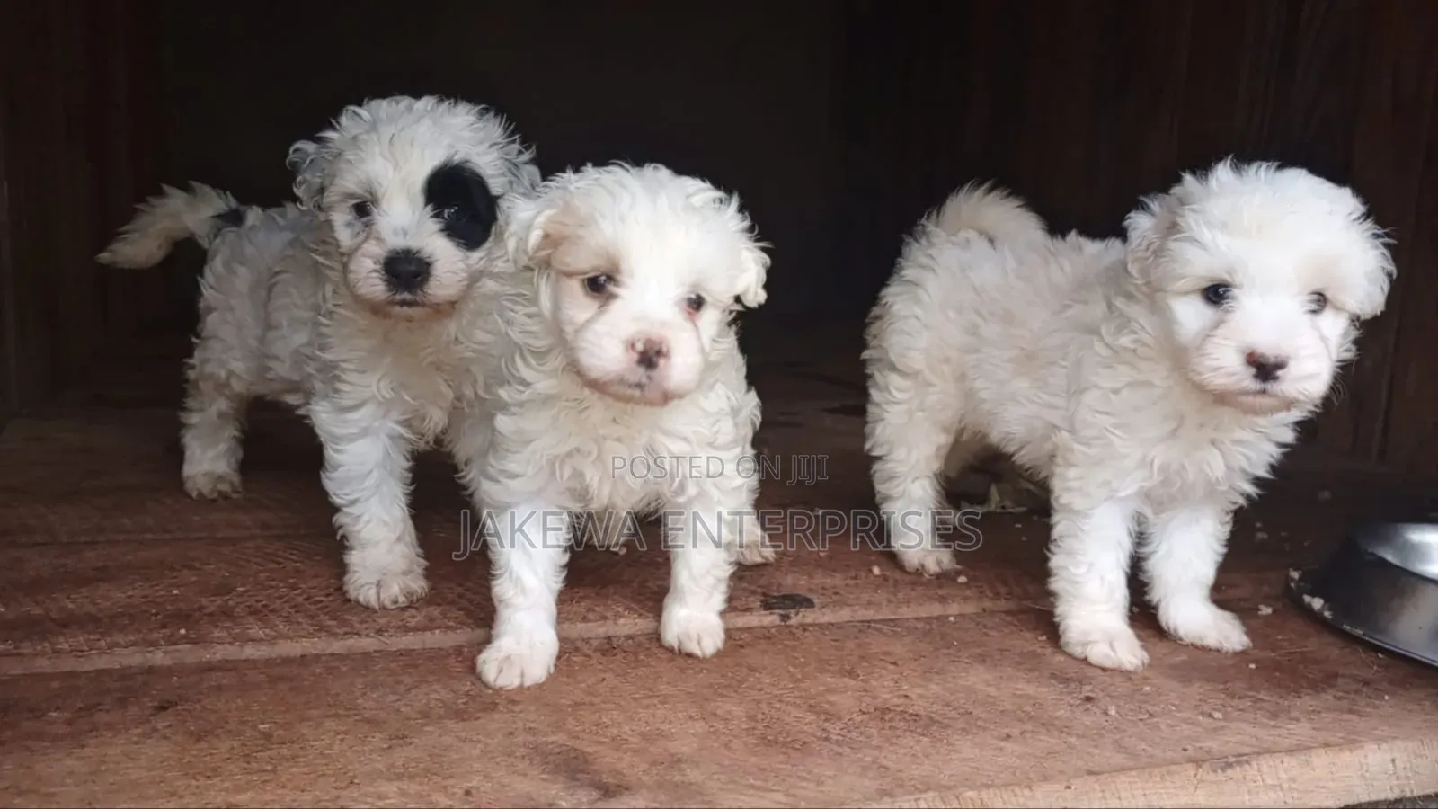 1-3 months Female Purebred Havanese
