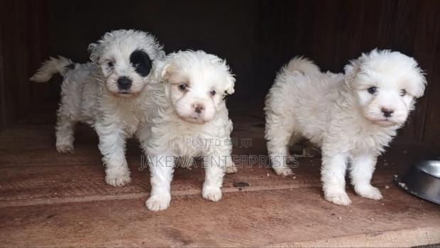 1-3 months Female Purebred Havanese - main view