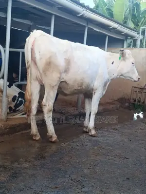 Pure Holstein