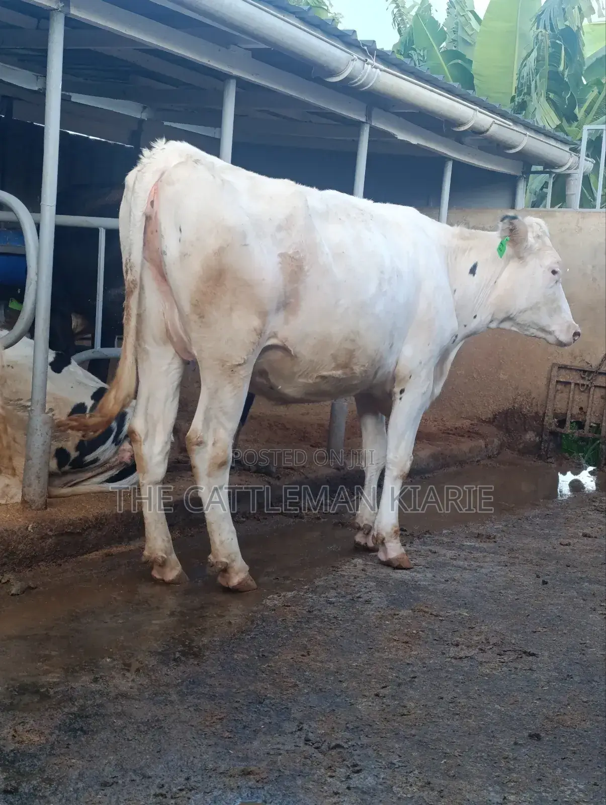 Pure Holstein