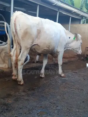 Pure Holstein