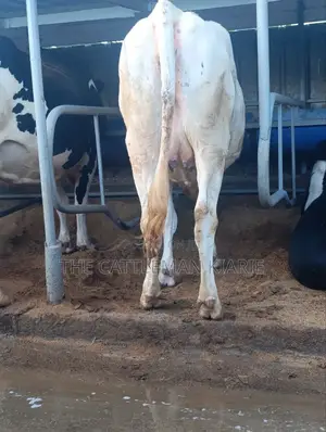 Pure Holstein