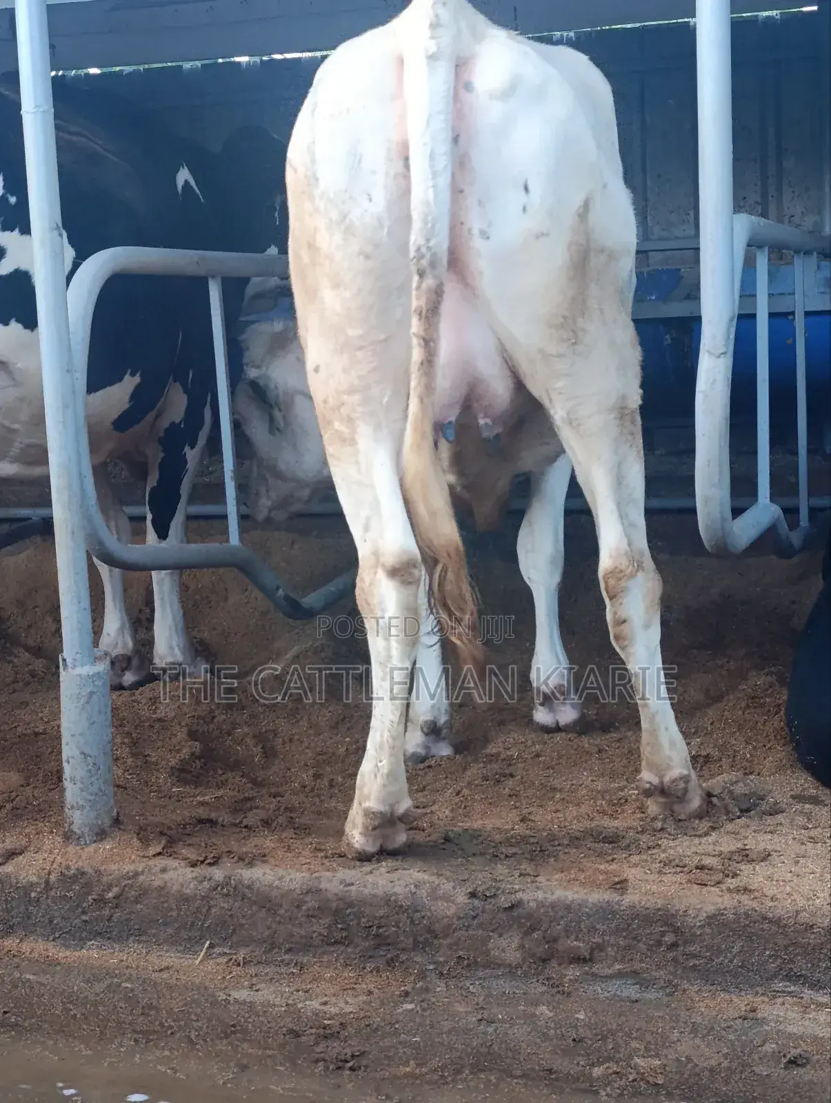 Pure Holstein