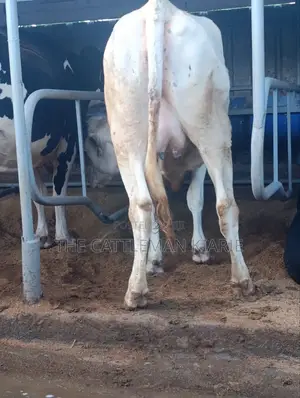 Pure Holstein