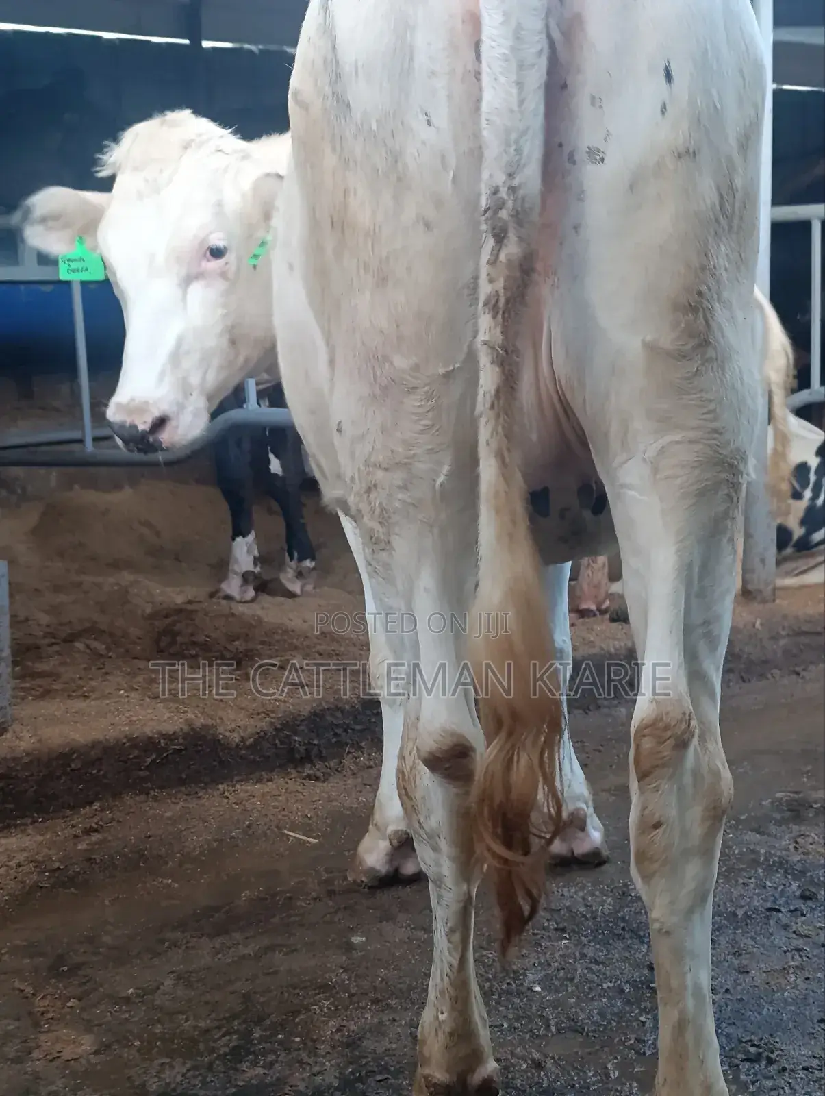 Pure Holstein