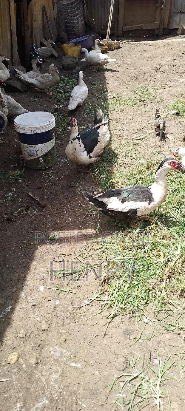 Muscovy Ducks