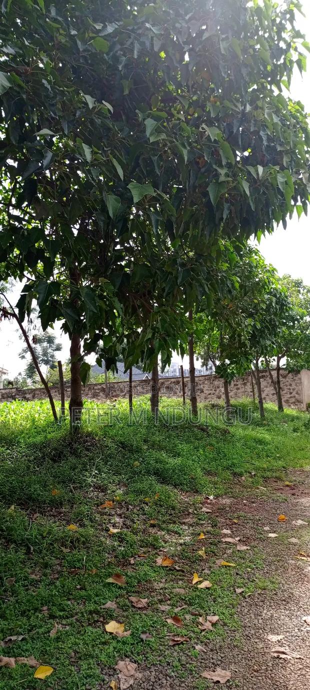 Prime Commercial Plot 1/2 Âcre, Riverside Estate Roosters - thumbnail 7