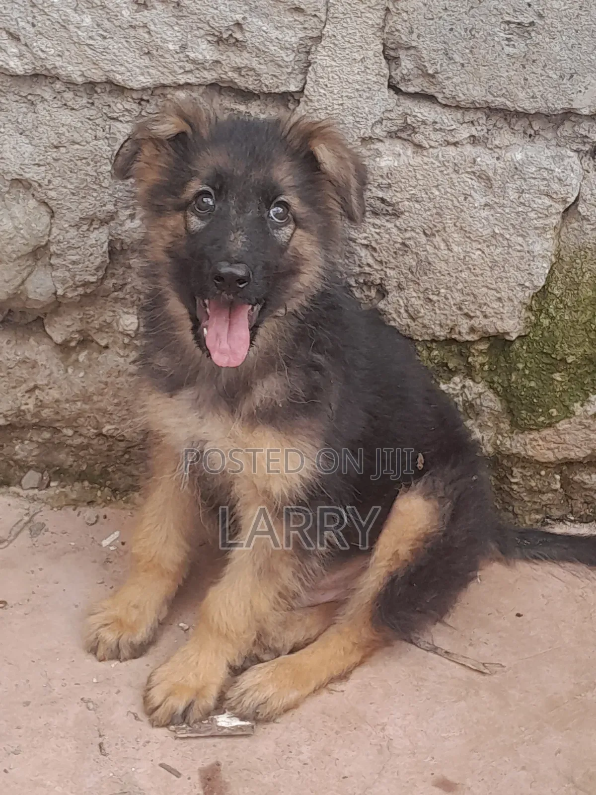 1-3 months Male Purebred German Shepherd