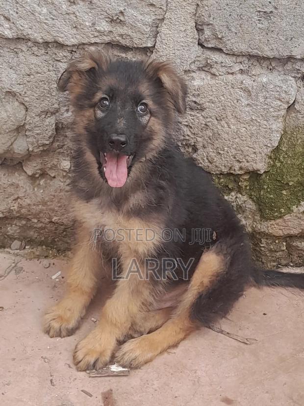 1-3 months Male Purebred German Shepherd - main view