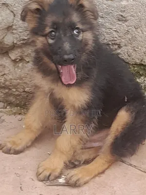 1-3 months Male Purebred German Shepherd