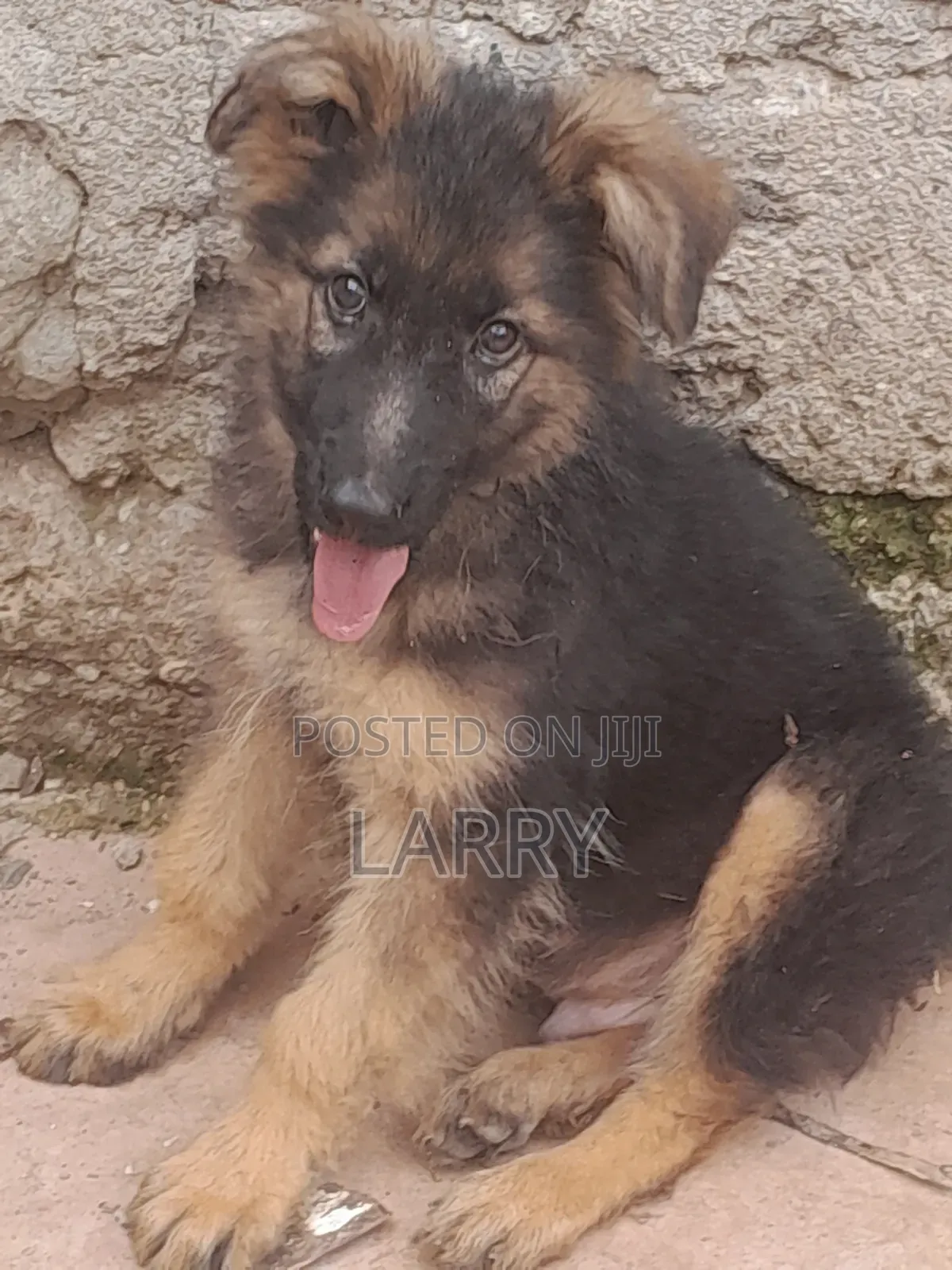 1-3 months Male Purebred German Shepherd