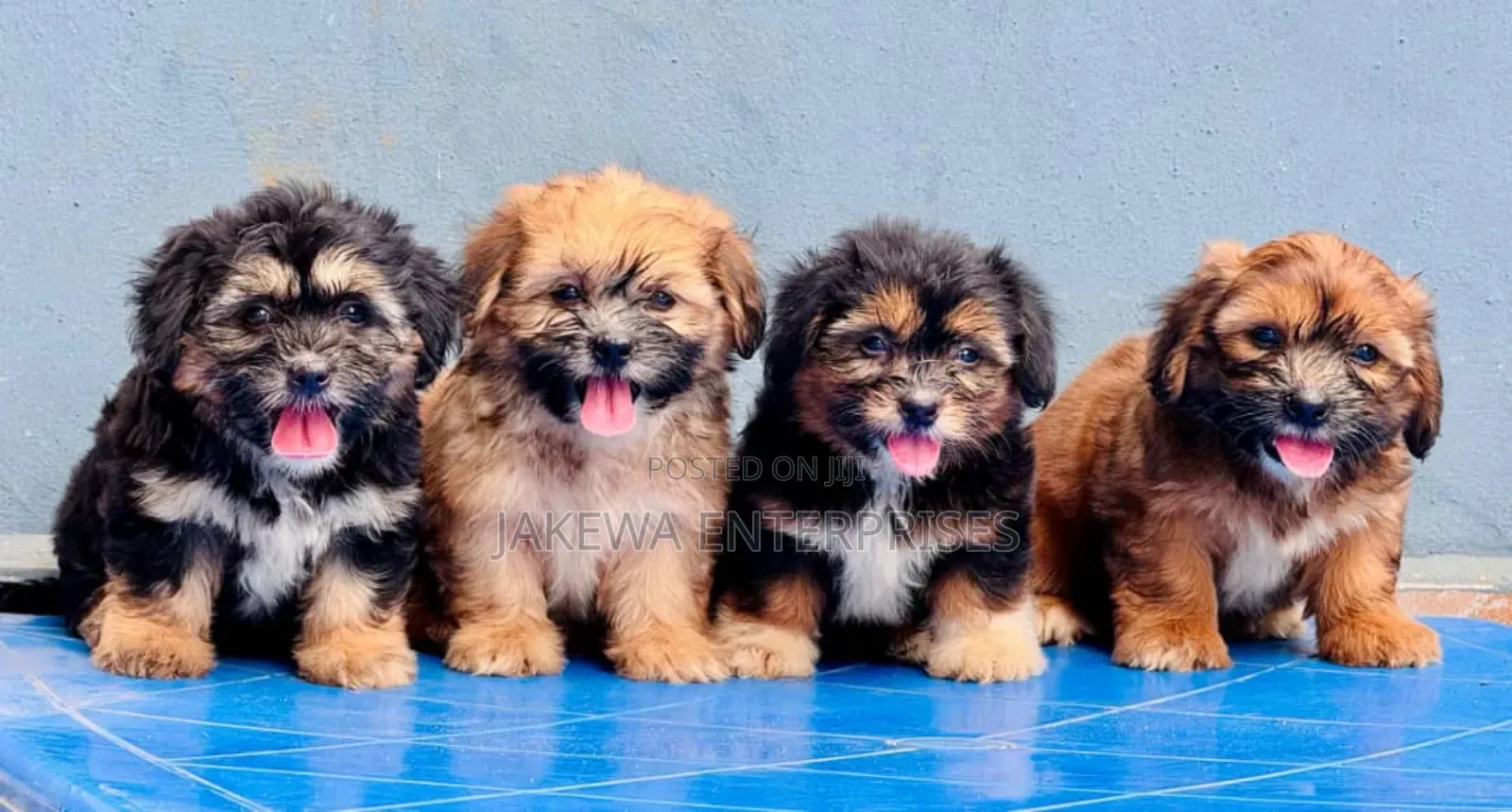 1-3 months Male Purebred Havanese