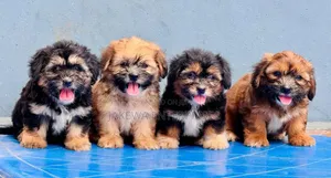 1-3 months Male Purebred Havanese