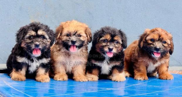 1-3 months Male Purebred Havanese