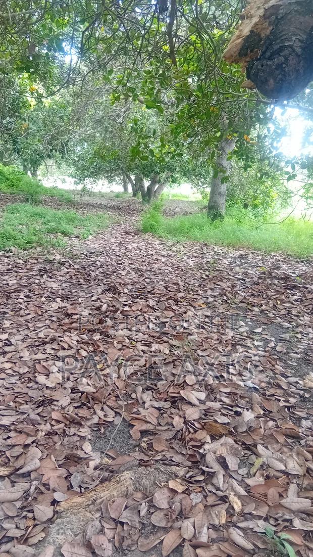 6 Acres for Sale - thumbnail 8