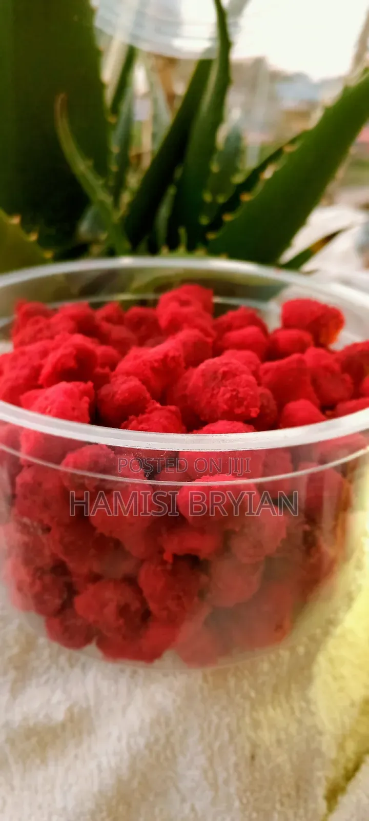 Chumchum Mabuyus for Sell